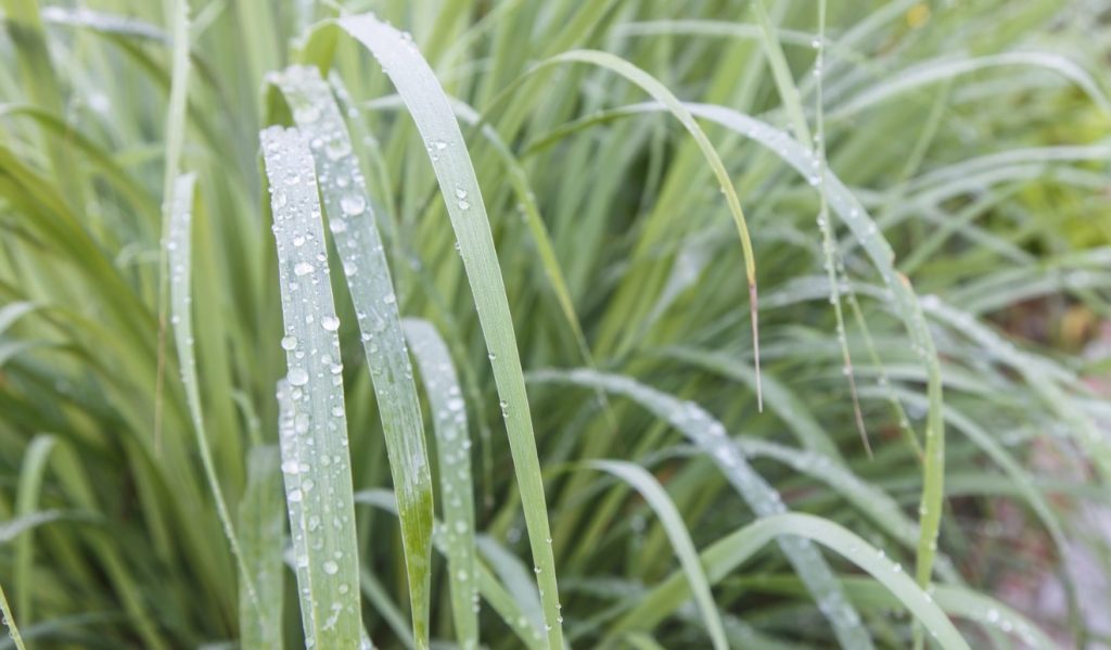 Lemongrass Plant Care